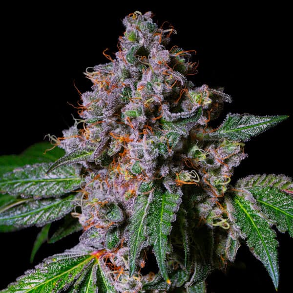 LA Macedonia Seed > Pure Instinto | Feminized Cannabis   |  Sativa